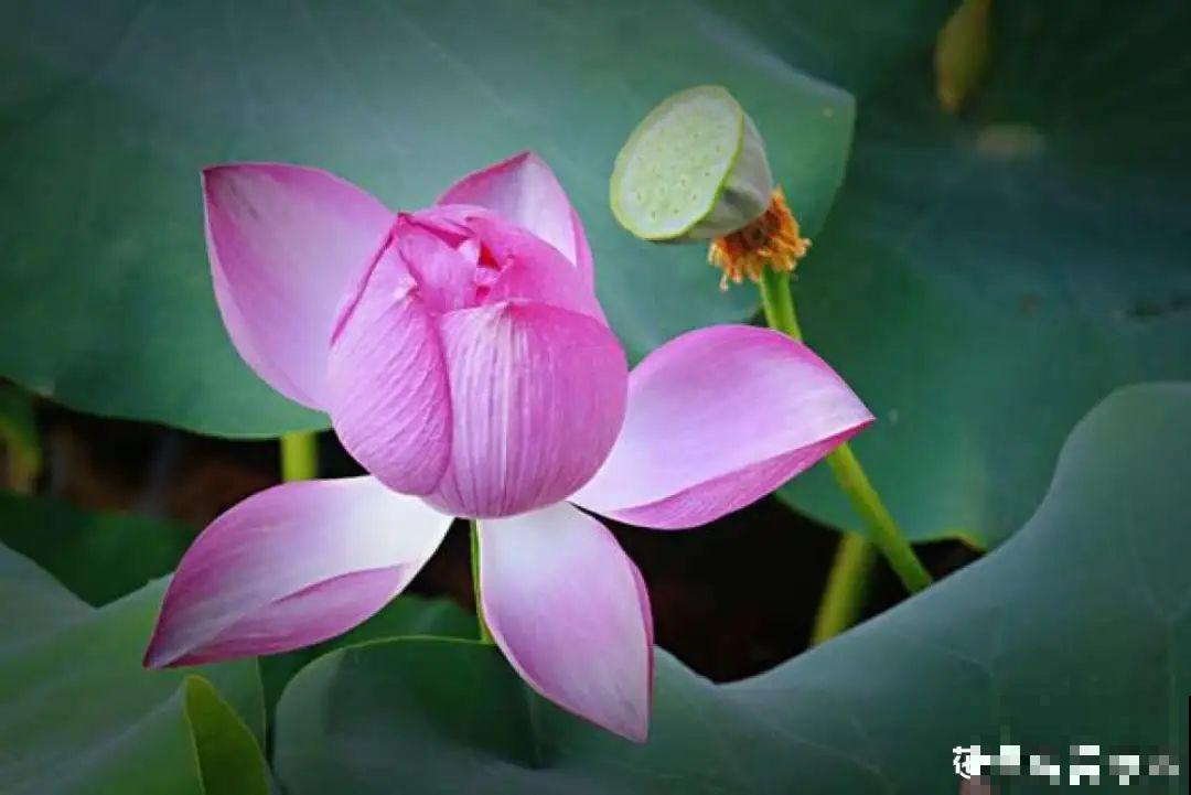 你在哪个城市，最适合养的花就是它！