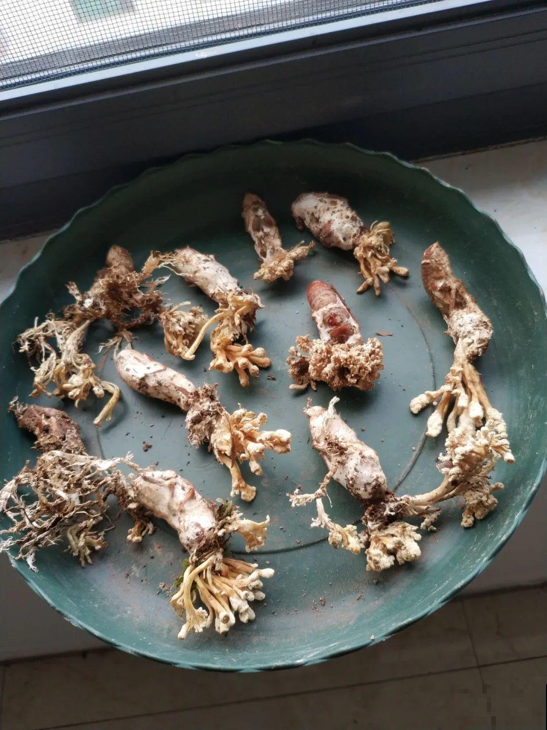 花盆里挖出一堆“蚕”，原来还能吃，味道清脆爽口