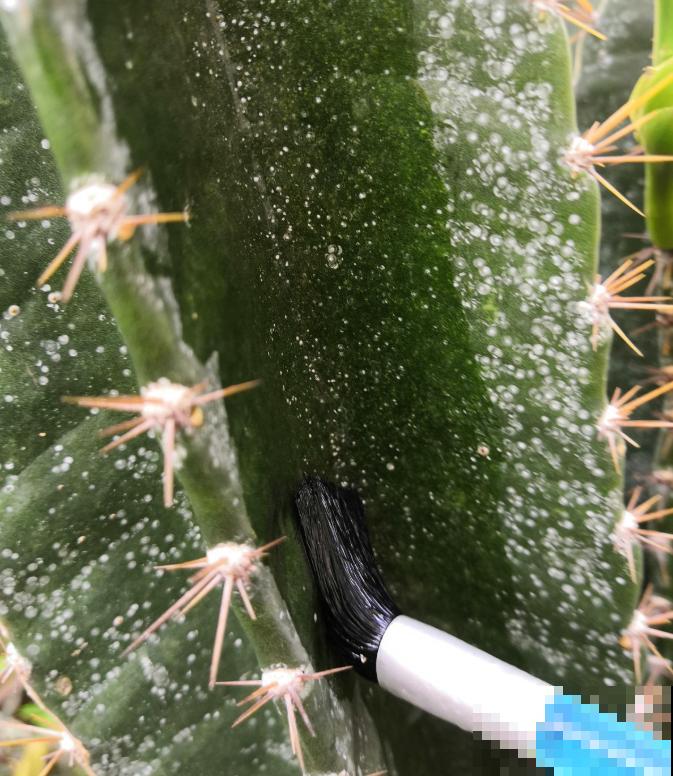 家里的花招了蚧壳虫，橄榄油加洗洁精，给花喷点效果好！