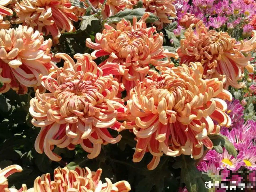 再穷也要养长寿花，寓意好、开花美，养人又养家！