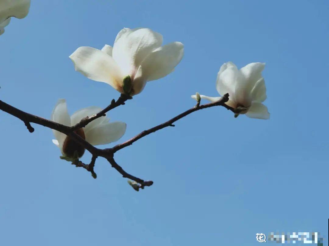 你在哪个城市，最适合养的花就是它！