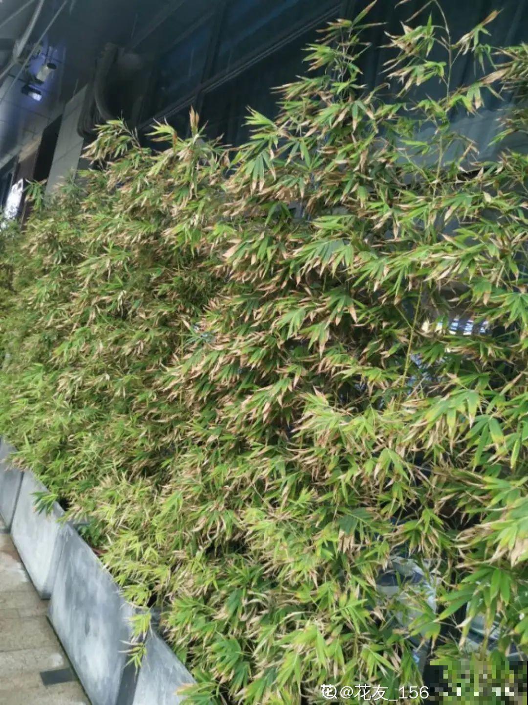 老祖宗留下来的养花谚语,真准! 老祖宗留下来的养花谚语,真准!