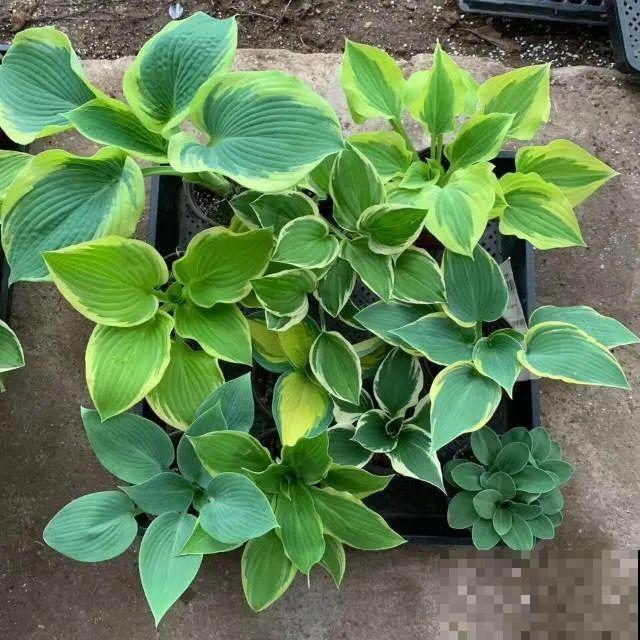 20种花特耐寒，放外面冻一冻，开花更多
