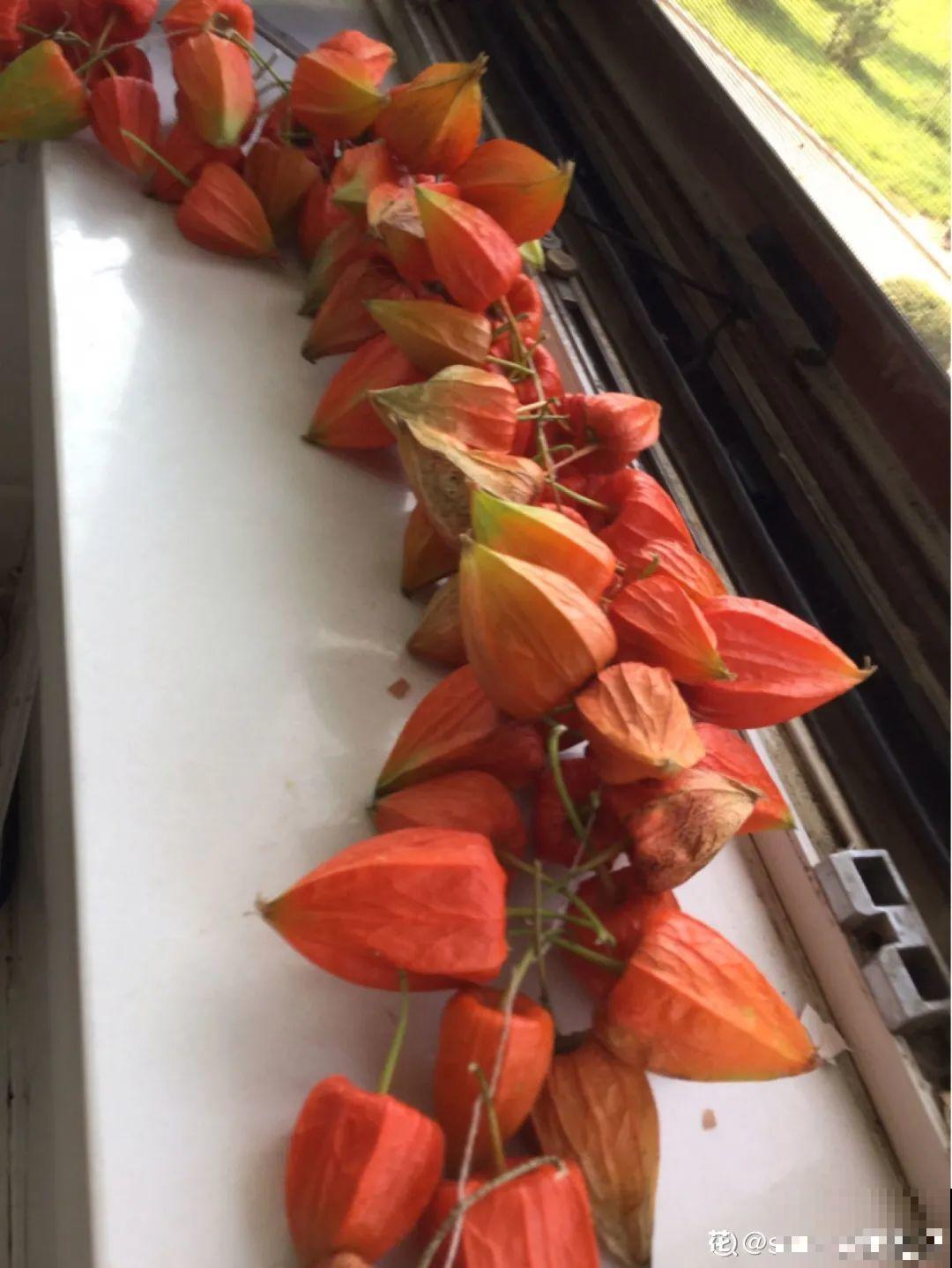 50种小时候常见的野草，现在几乎见不到了