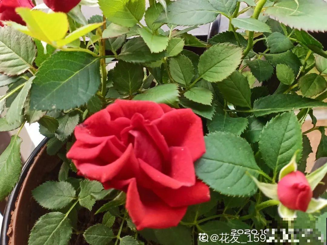 6种花开花时间超长，花朵又大又好看，养花必备