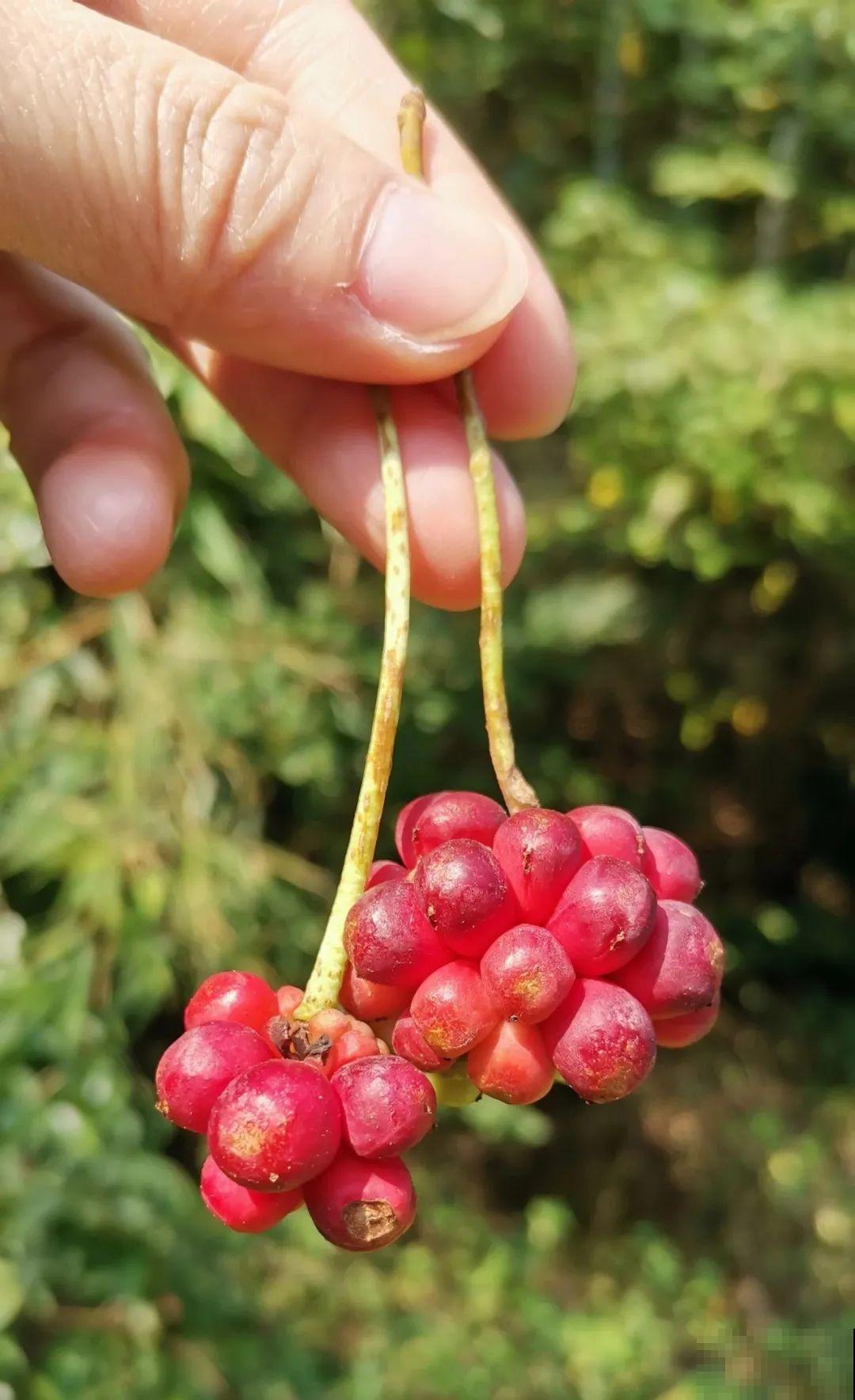 秋天野果都熟了，抓一把塞嘴里，太好吃了！