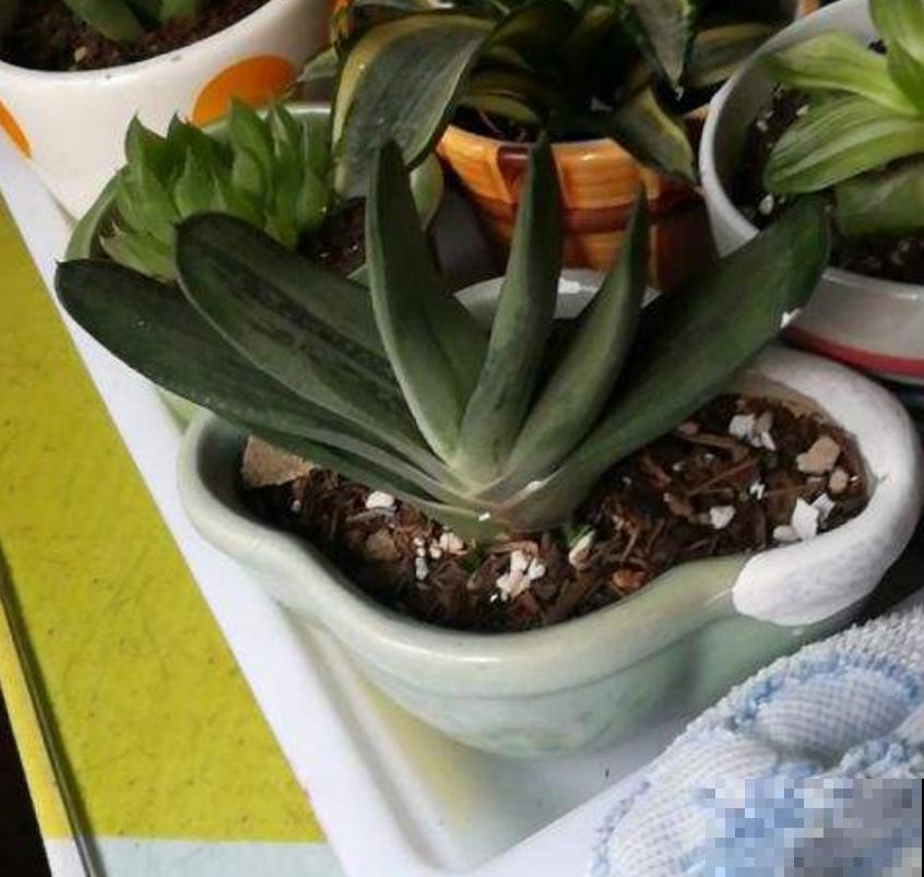 多肉卧牛,丑萌丑萌的,养起来超省心! 多肉卧牛,丑萌丑萌的,养起来超省心!