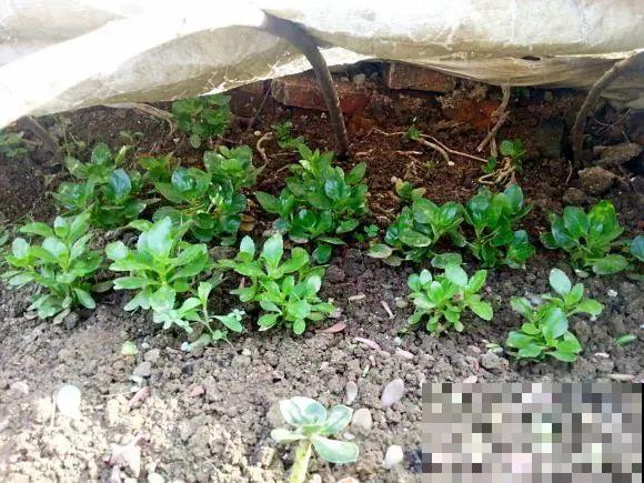 长寿还是地栽长得肥，皮实好养，满头都是花苞