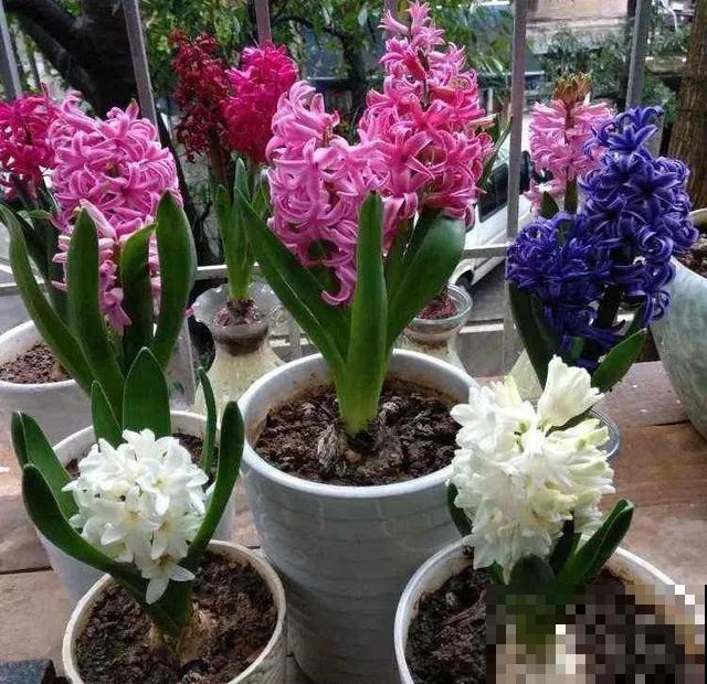 冬天就养耐阴花，没光也能开爆盆，扔角落自己疯长！