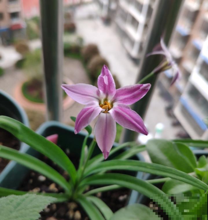 这种花是韭菜味,花朵比星星美,种一盆爱一盆! 这种花是韭菜味,花朵比星星美,种一盆爱一盆!