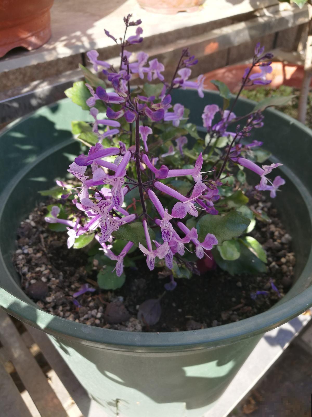 养花对身体有益，这4种花只要1种，就能养人养身心