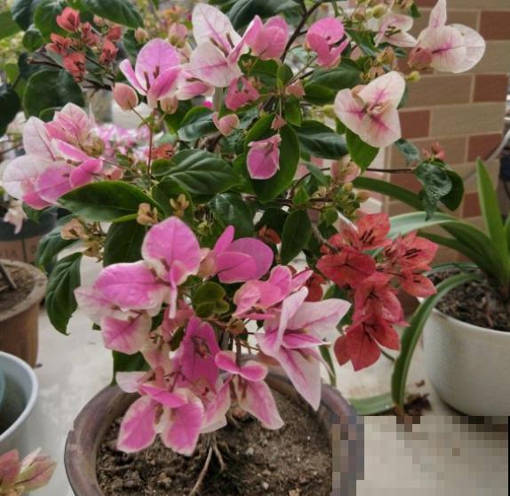 修剪时间要选准，现在修剪刚刚好，越剪越长！