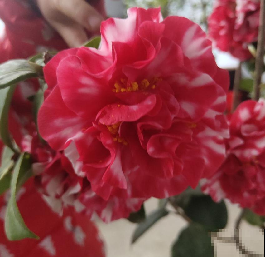 茶花疏蕾有讲究，时间、方法都不能随意，快学一学！