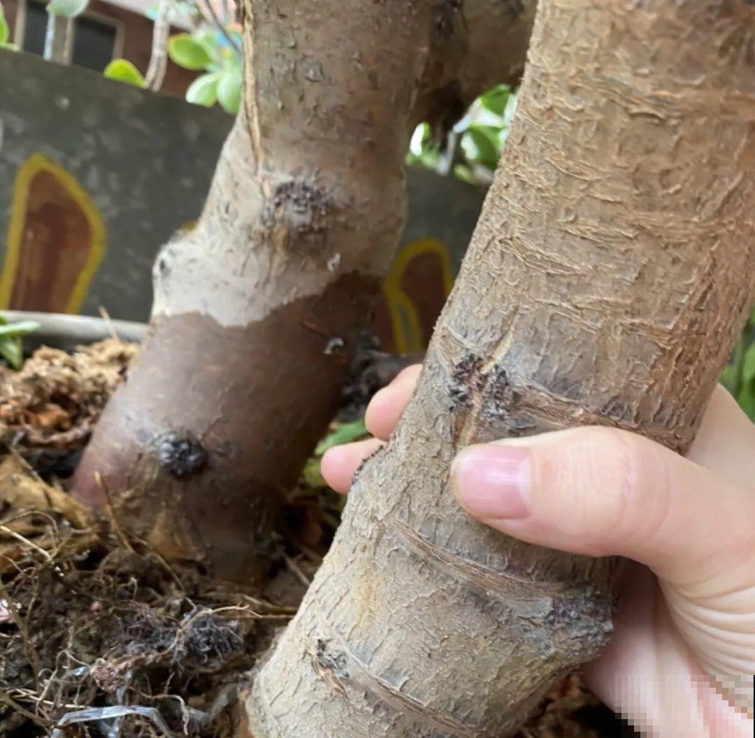 养了几十年的花,竟然是从牙签苗长起来,太辛苦! 养了几十年的花,竟然是从牙签苗长起来,太辛苦!