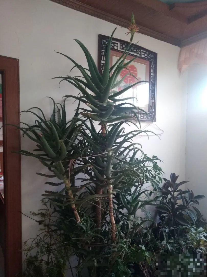 想省心就养这些花,没有病虫害,就爱开花! 想省心就养这些花,没有病虫害,就爱开花!