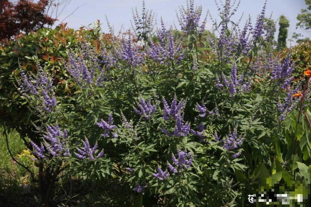 农村当柴火的花，花市卖得可贵，你认识几种？