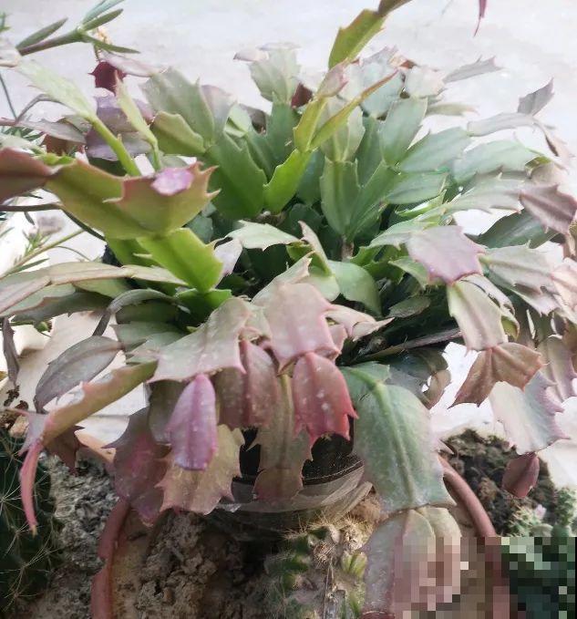 特欠剪的花,越剪越好看,花开不断! 特欠剪的花,越剪越好看,花开不断!