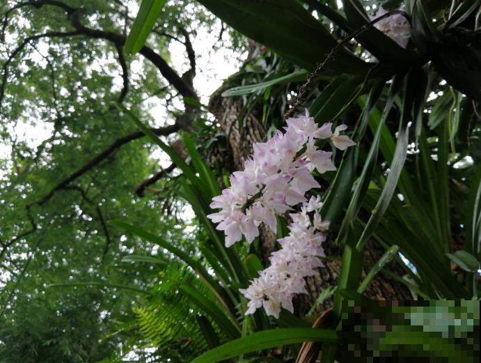 这种花叫多花指甲兰，花量特大，像毛茸茸的狐狸尾巴！