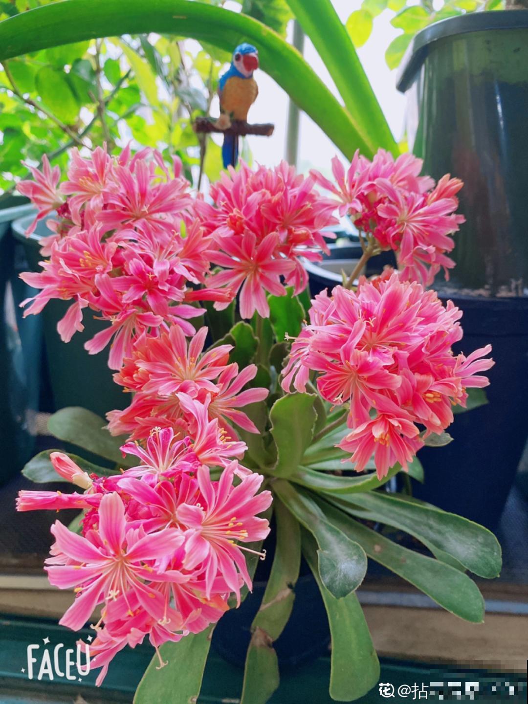 十一赏花图谱，看了啥花都认识，不用问别人！