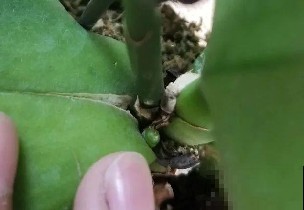 10月养花掐一掐,掐完就来花,盆都塞不下! 10月养花掐一掐,掐完就来花,盆都塞不下!