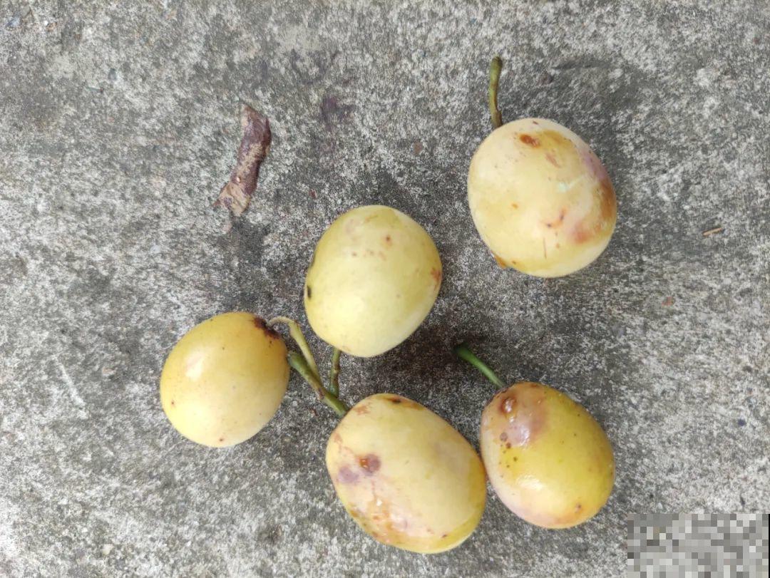 秋天野果都熟了，抓一把塞嘴里，太好吃了！