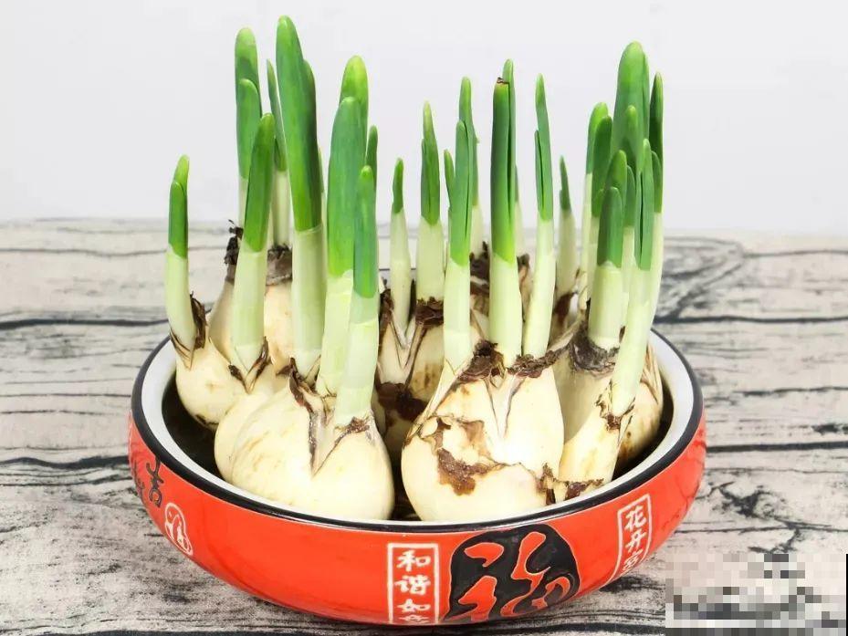 冬天啥花都可以不养，唯独这一种，不养亏大了！