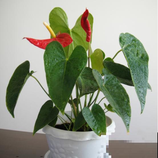 花期长的3种花,妥妥的“开花机器”,赶紧养! 花期长的3种花,妥妥的“开花机器”,赶紧养!