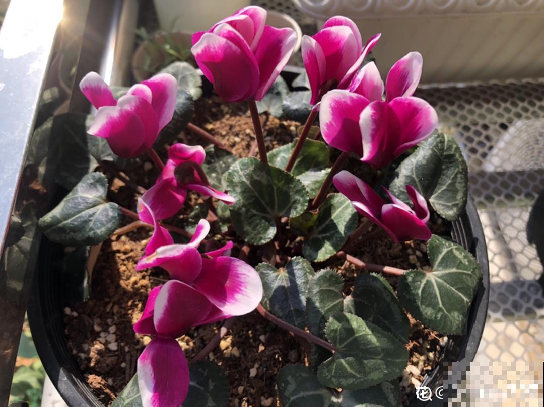 10种耐寒花，提前开始养，过冬无压力！