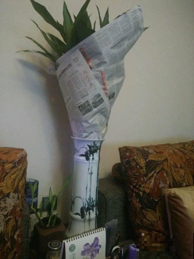 立冬了，给花裹上报纸，冬天再也冻不死！
