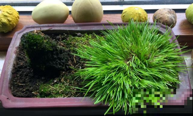 种几棵菖蒲当盆景,气质独特,文人风骨尽显! 种几棵菖蒲当盆景,气质独特,文人风骨尽显!