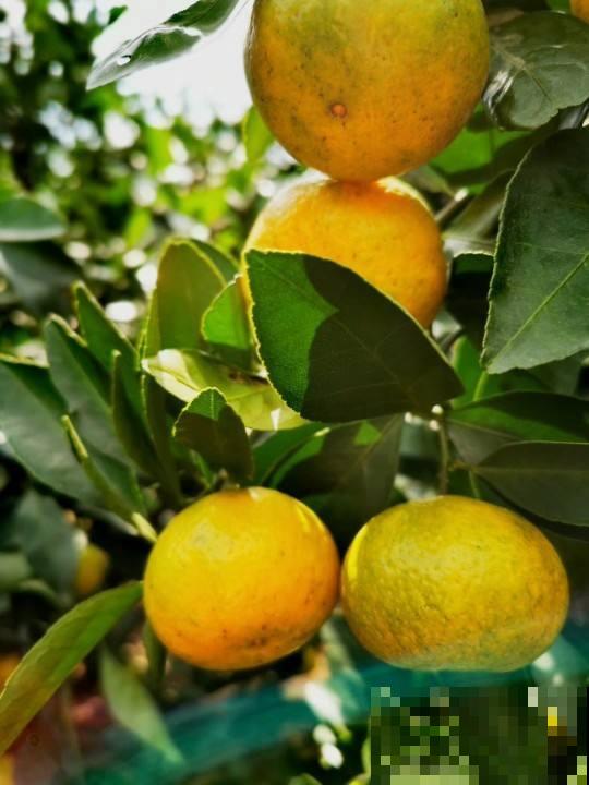 橘子外面的白丝丝，竟然有这么多好处，幸亏没丢掉