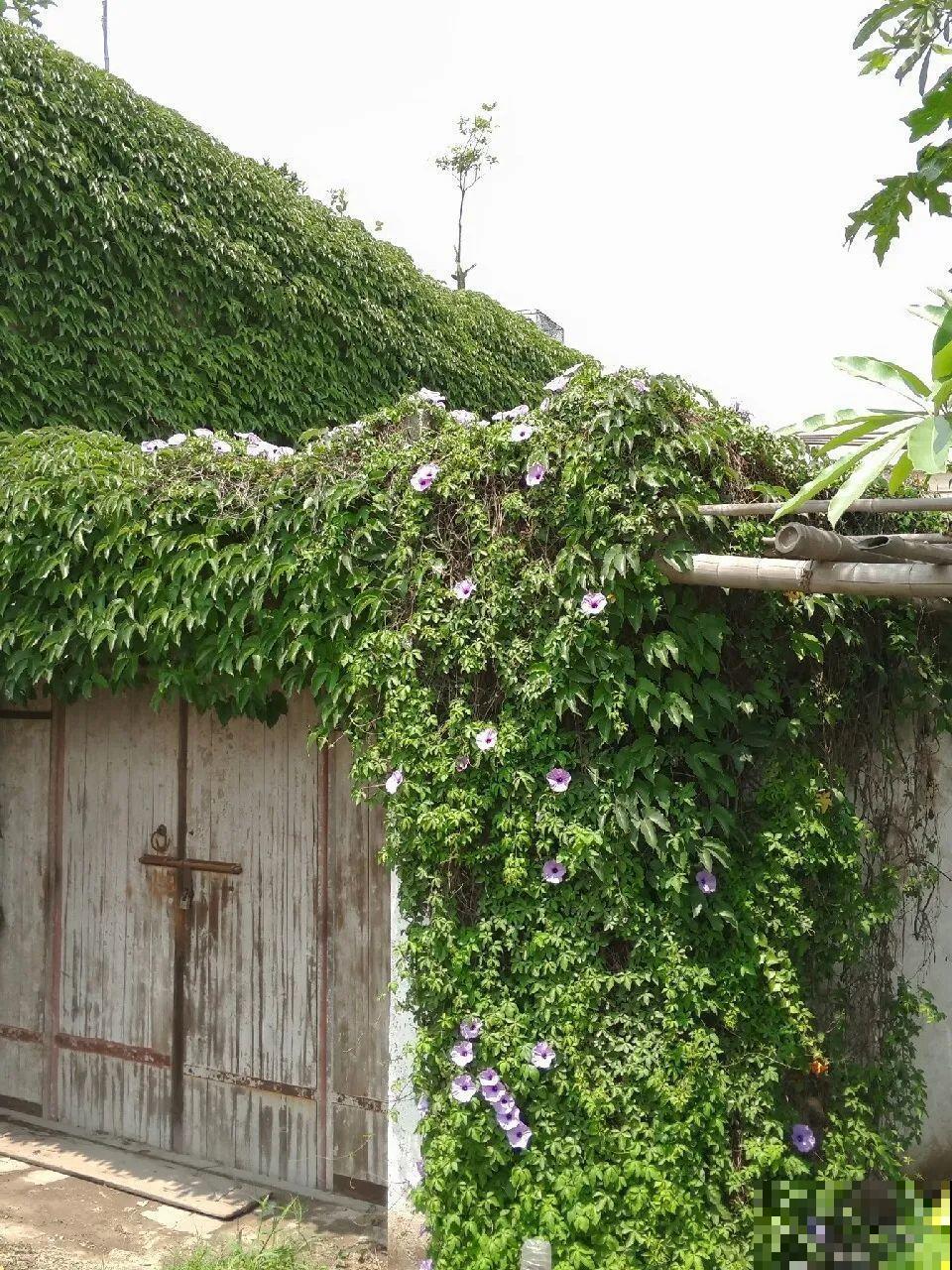 救命！入侵植物爬进院子，三年都杀不完！