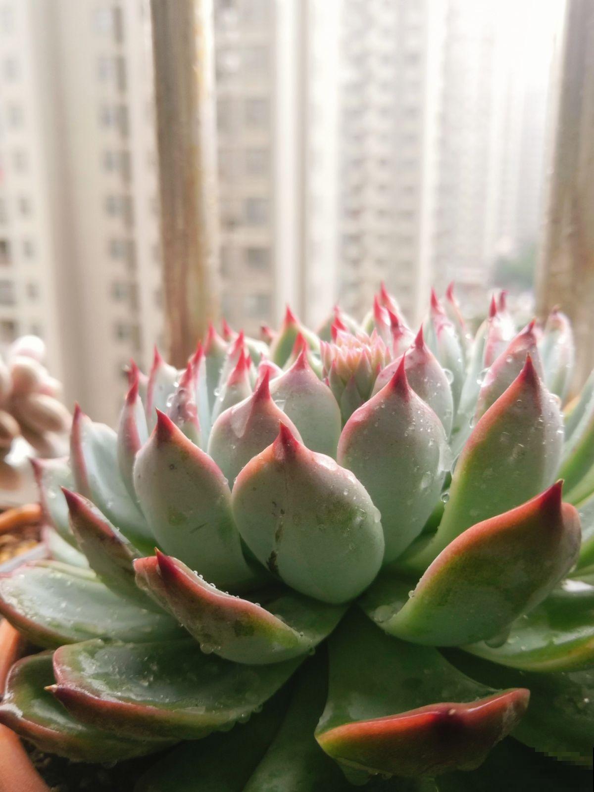 冬天养花,记住这7个要点,安全过冬没问题 冬天养花,记住这7个要点,安全过冬没问题