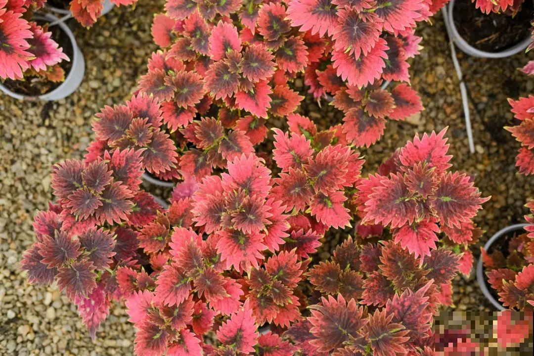 逛花市必买的花，十月入手刚刚好，不买亏大了！