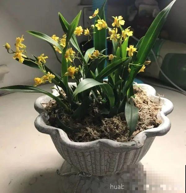 10月养花掐一掐,掐完就来花,盆都塞不下! 10月养花掐一掐,掐完就来花,盆都塞不下!