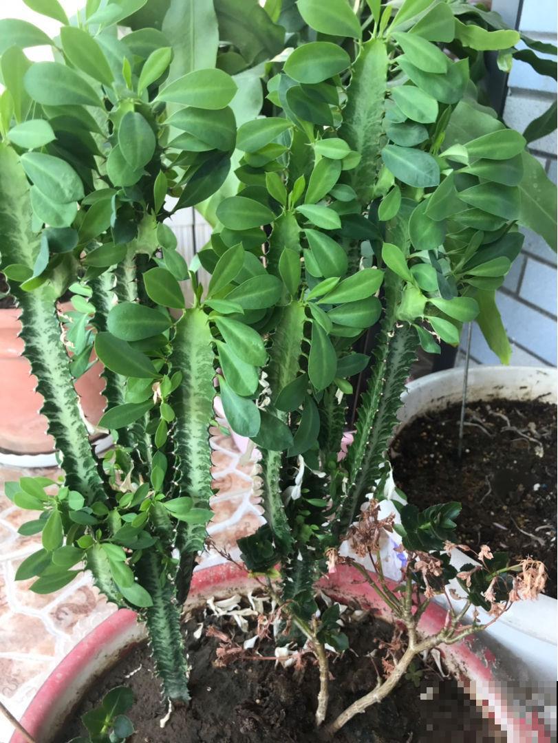 龙骨青葱翠绿，枝干苍劲挺拔，一年四季常青