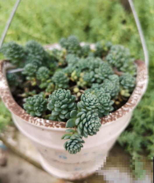 这种多肉就欠晒,越晒越上色,五彩斑斓美爆了! 这种多肉就欠晒,越晒越上色,五彩斑斓美爆了!