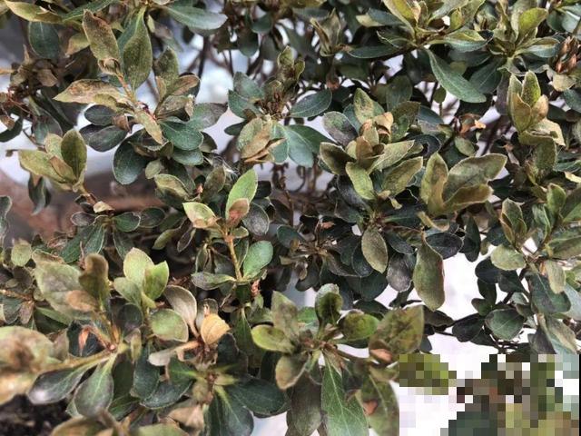 这花最娇气，叶子一喷水，立马就烂了！