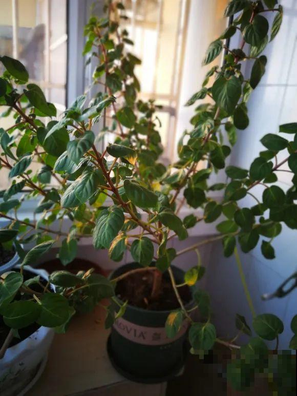 最大的长寿老桩,7年时间,养成盆景! 最大的长寿老桩,7年时间,养成盆景!