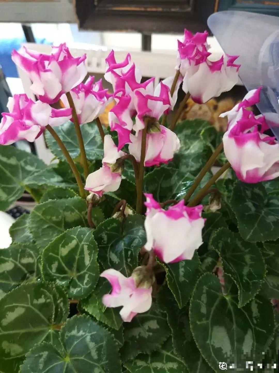 10种花少浇水，天冷容易涝根，旱一旱才长得旺