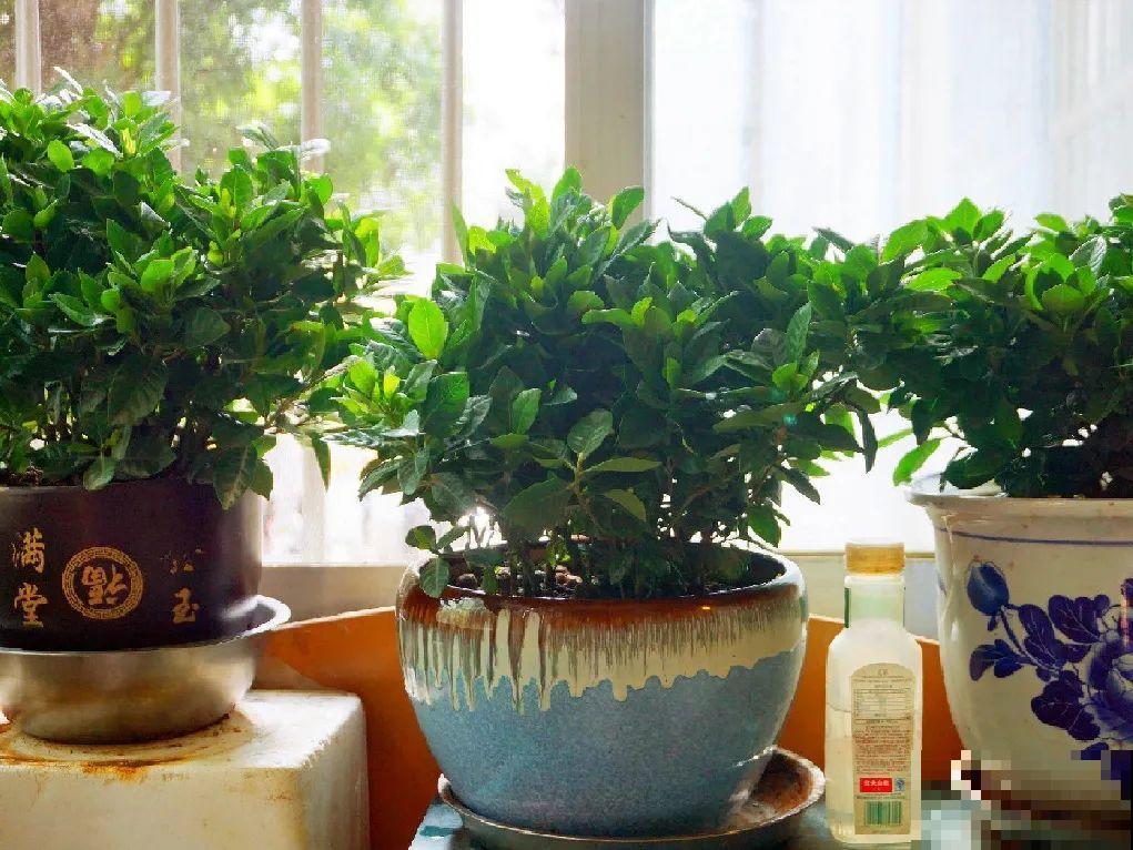 不敢用淘米水了,浇完花就死,土里都是虫! 不敢用淘米水了,浇完花就死,土里都是虫!