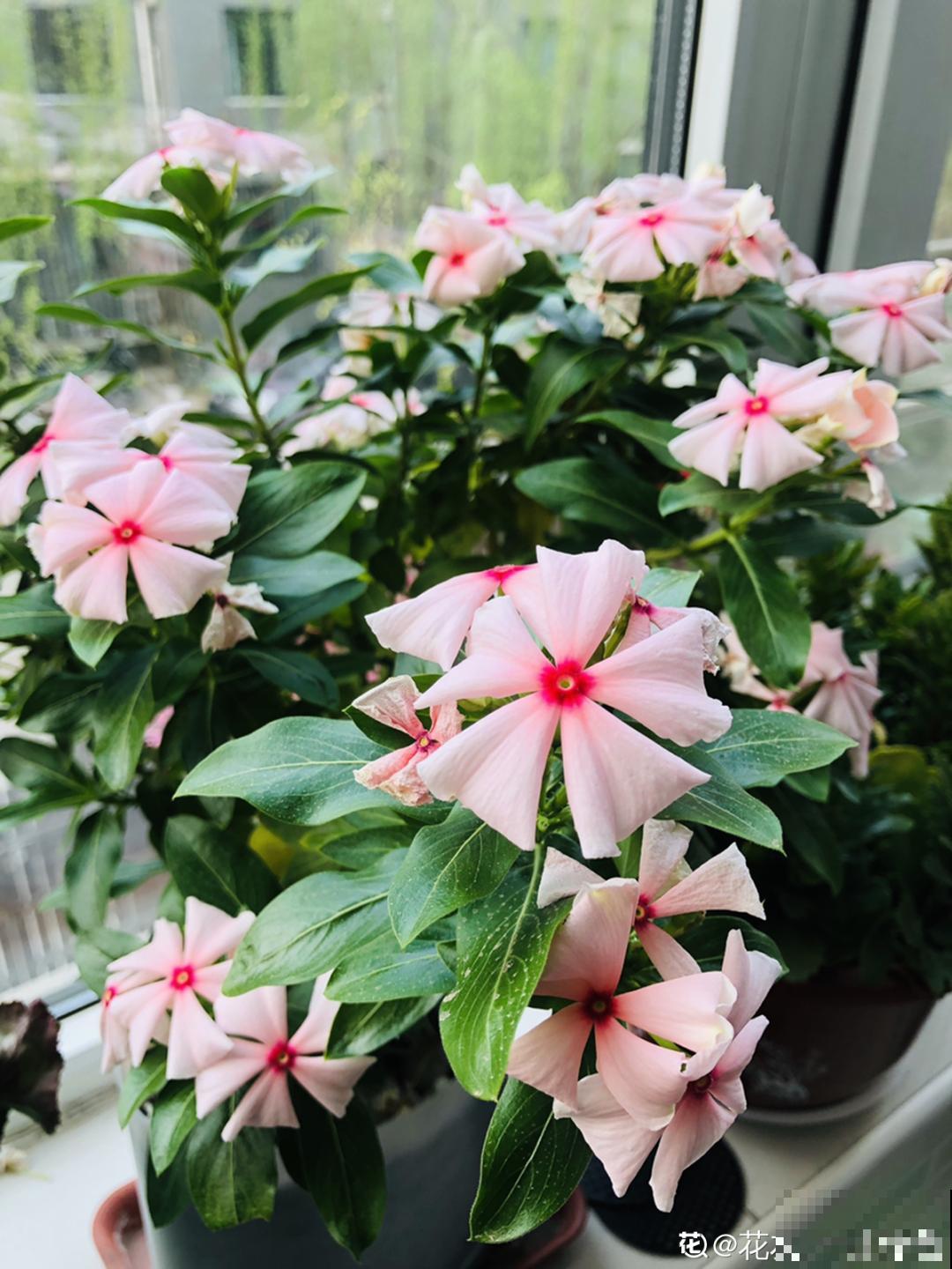 挂起来就能养的花,开花多不占地儿,家里能养100盆! 挂起来就能养的花,开花多不占地儿,家里能养100盆!