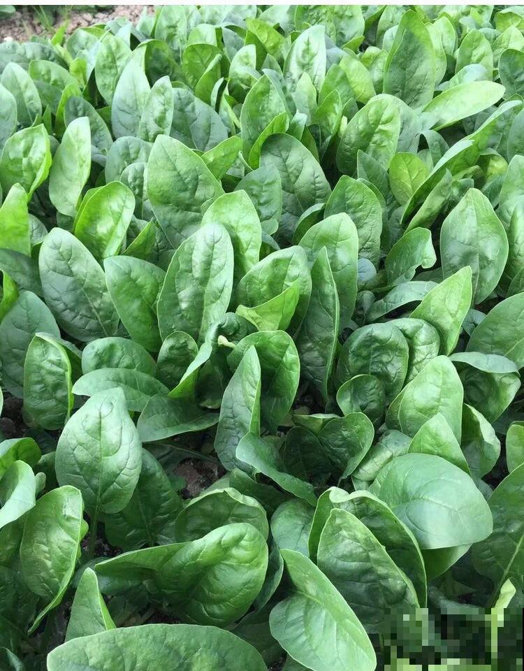 4种菜在家就能种，一茬一茬长不停，安全又放心