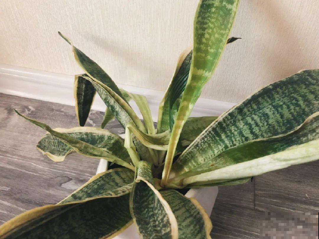 水浇多了，快把土刨掉，否则花3天必死！