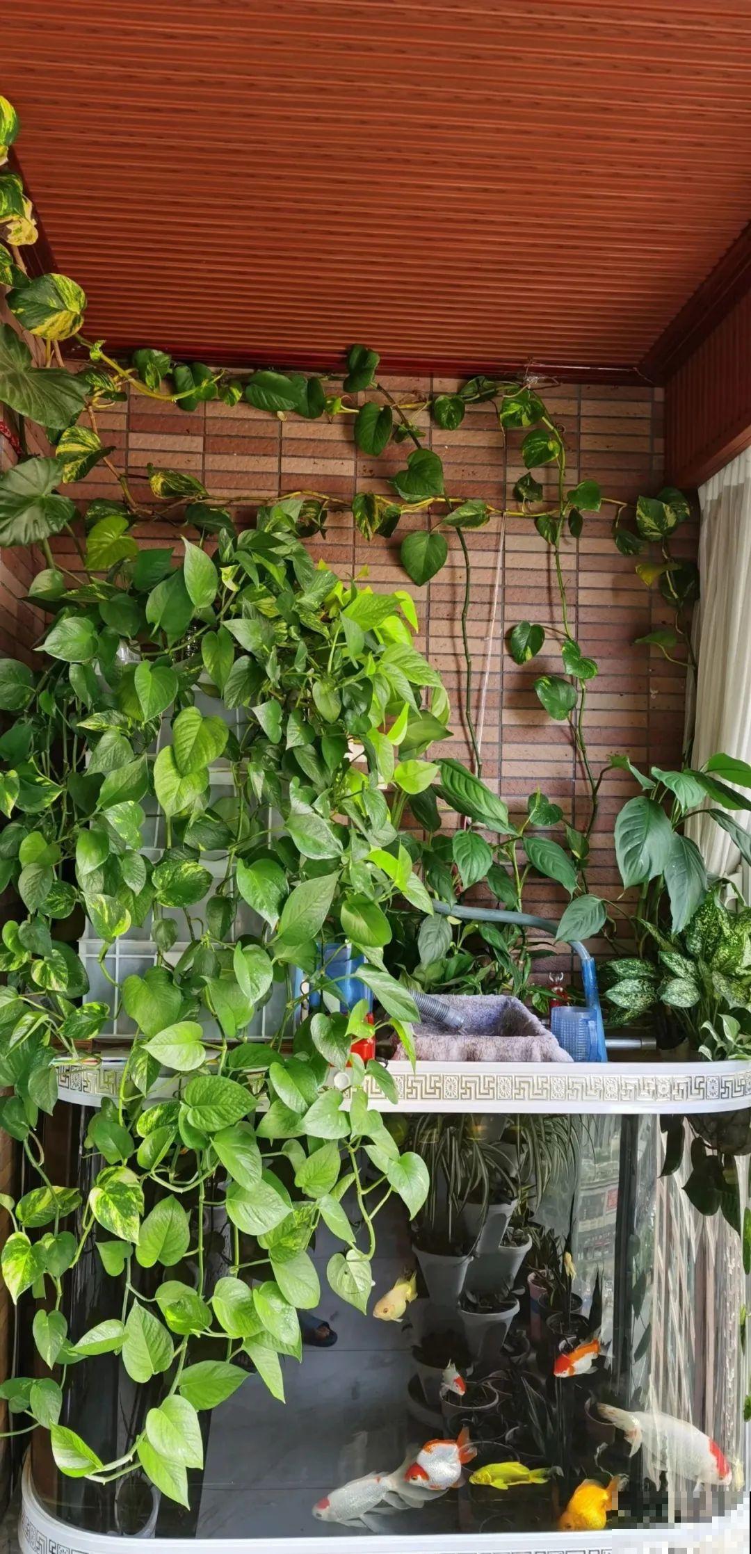 水培花只用水养，根系长得旺，太牛了！