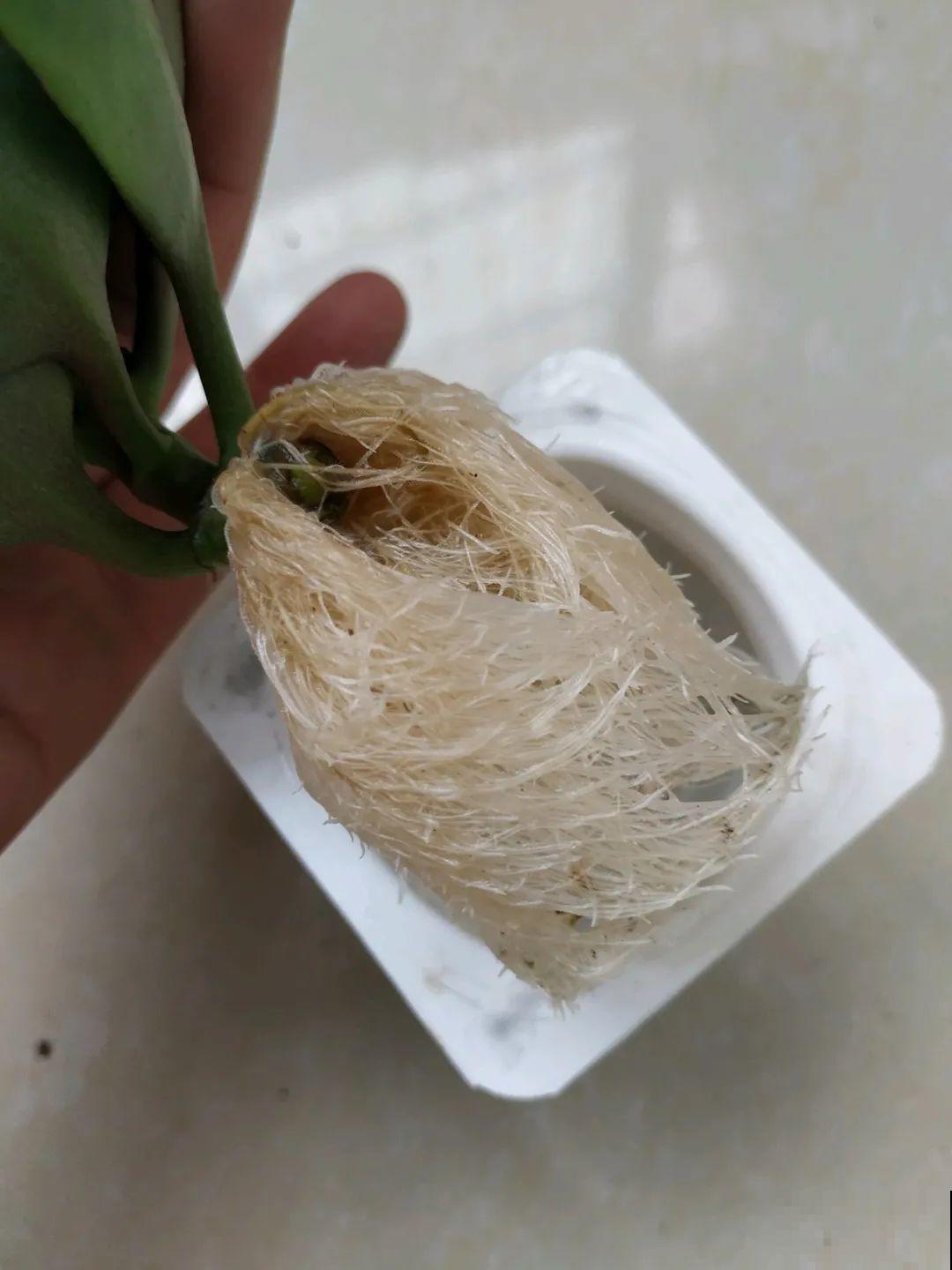 垃圾桶也能养花，扦插种菜样样行，省了不少买盆钱