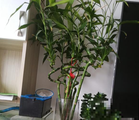 有3种幸运花，特别美丽好养，回家快去栽一盆！