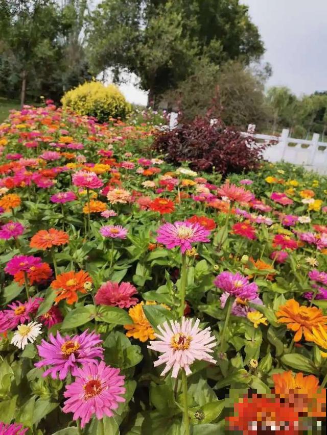 秋分后，绿化带捡种子，回家撒土里就活！