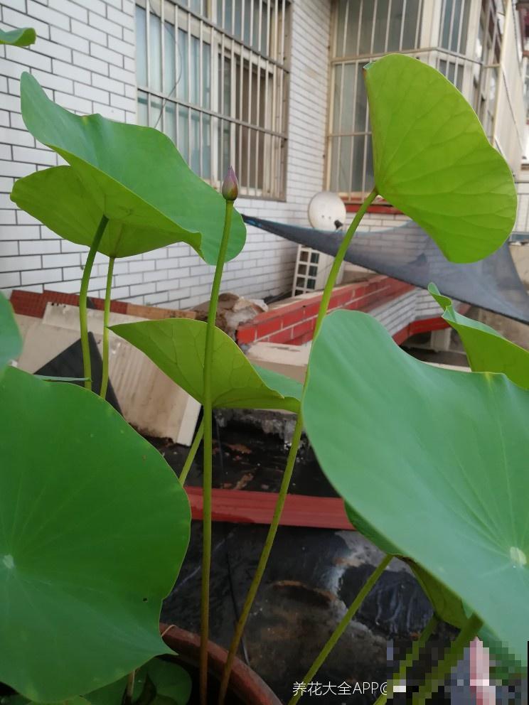 4种花晒干，塞到枕头里，夜夜安稳睡的香