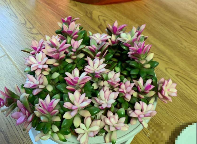 买到药锦怎么办？狠心切一切，还是一棵好花树！